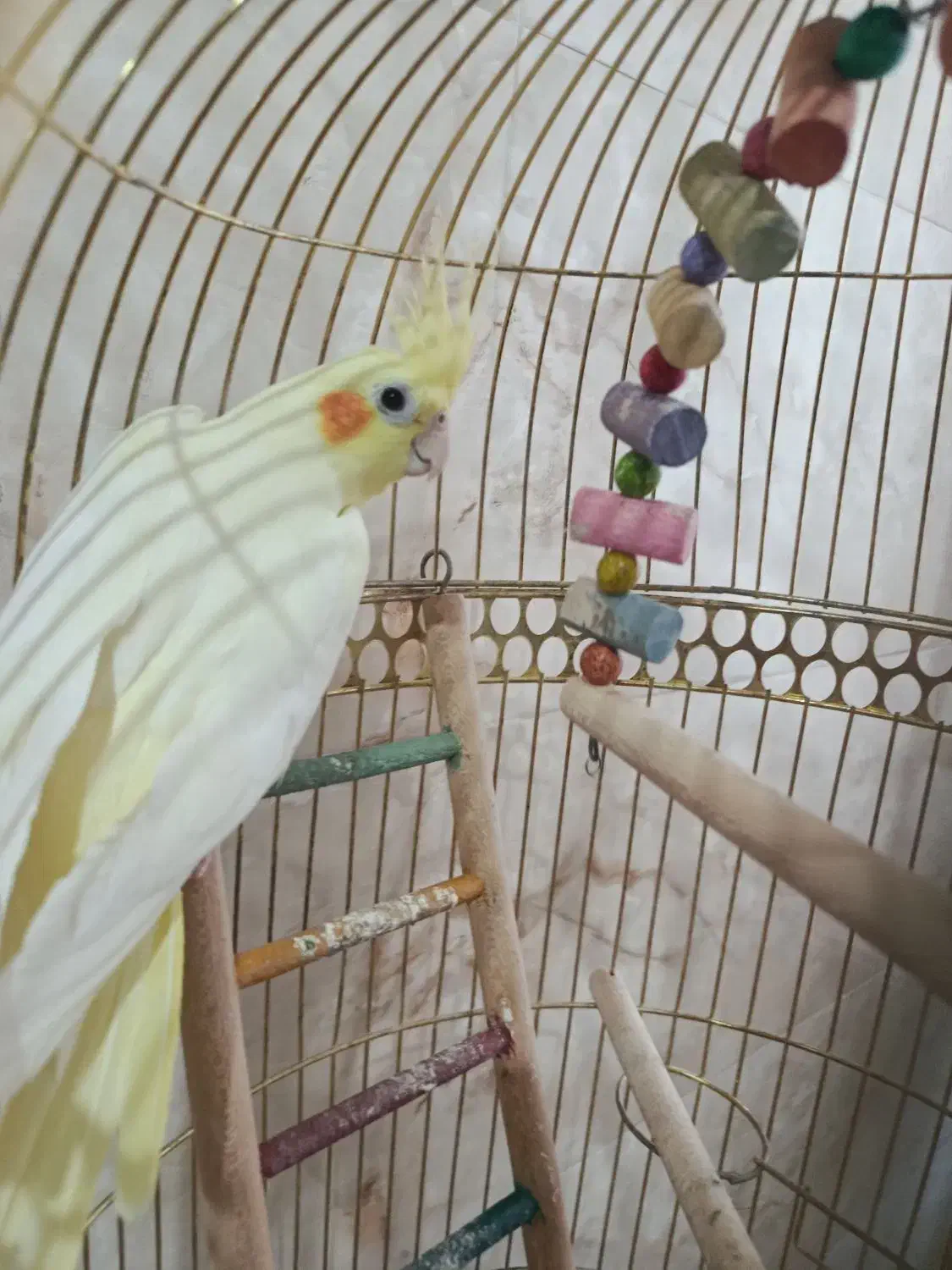 عروس هلندی نر|پرنده|مشهد, امیرآباد|دیوار