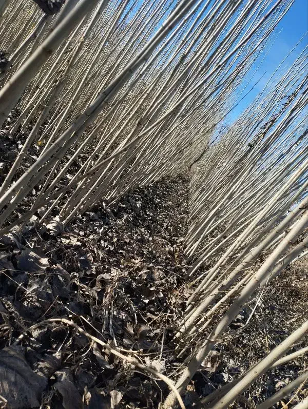 قابل توجه همکاران نهال فروش در سراسر کشور|خدمات باغبانی و درختکاری|همدان, |دیوار