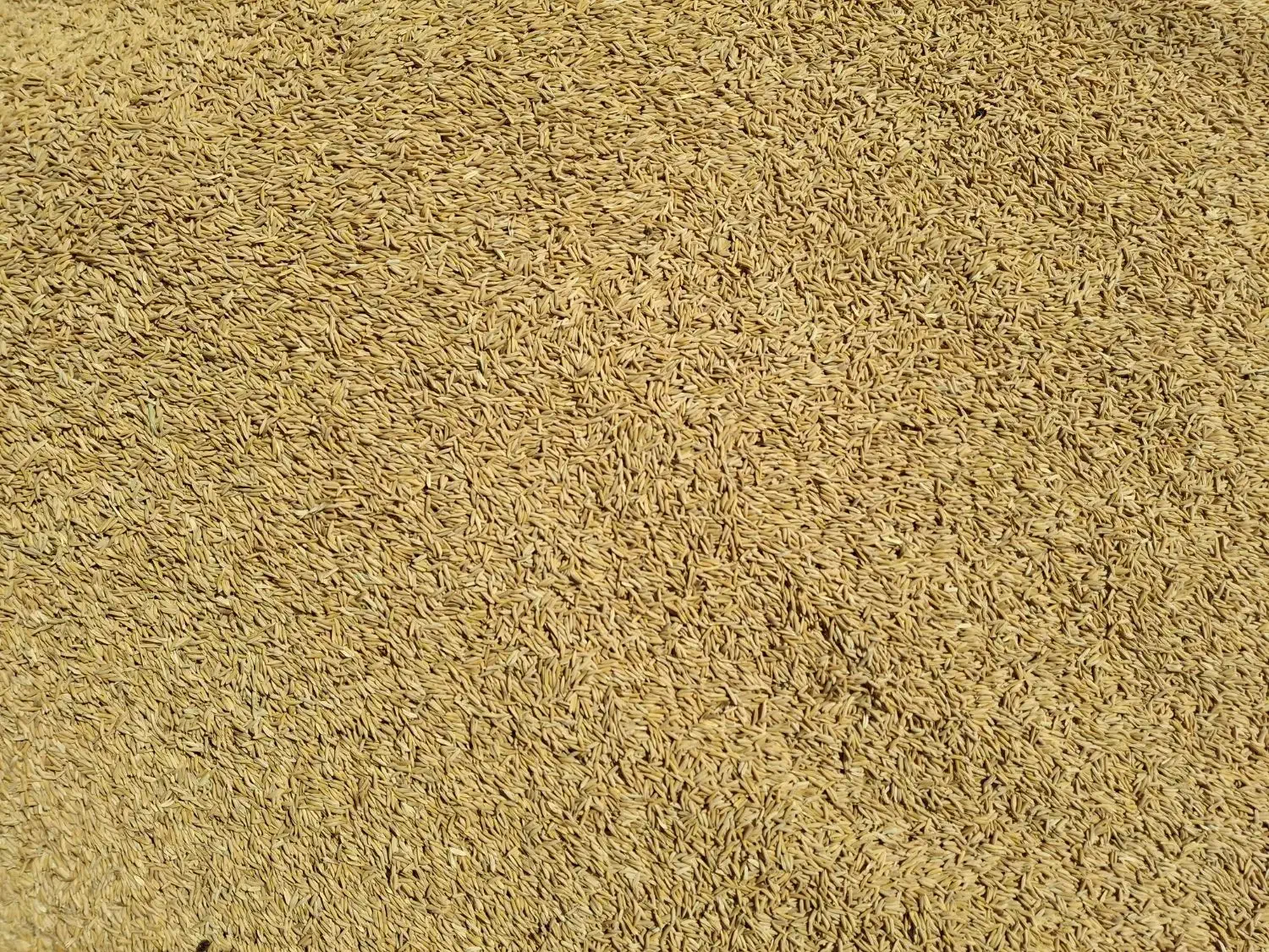 برنج چلتوک فجرتراب|خوردنی و آشامیدنی|دهدشت, |دیوار