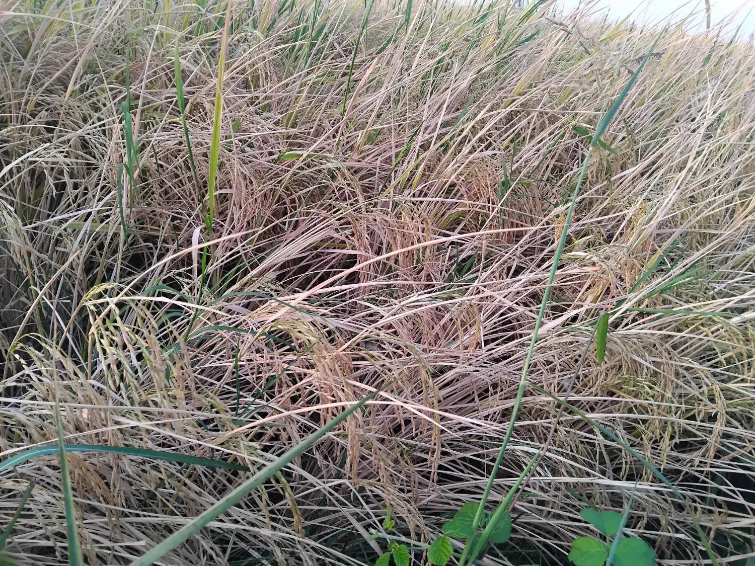 شالی فجر سوزنی|خوردنی و آشامیدنی|مزرعه کتول, |دیوار