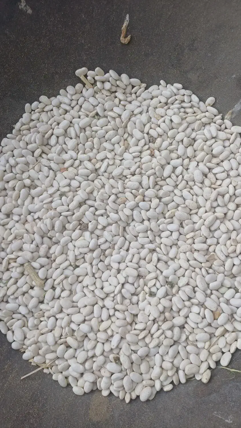 فروش لوبیا سفید اعلا|خوردنی و آشامیدنی|چادگان, |دیوار