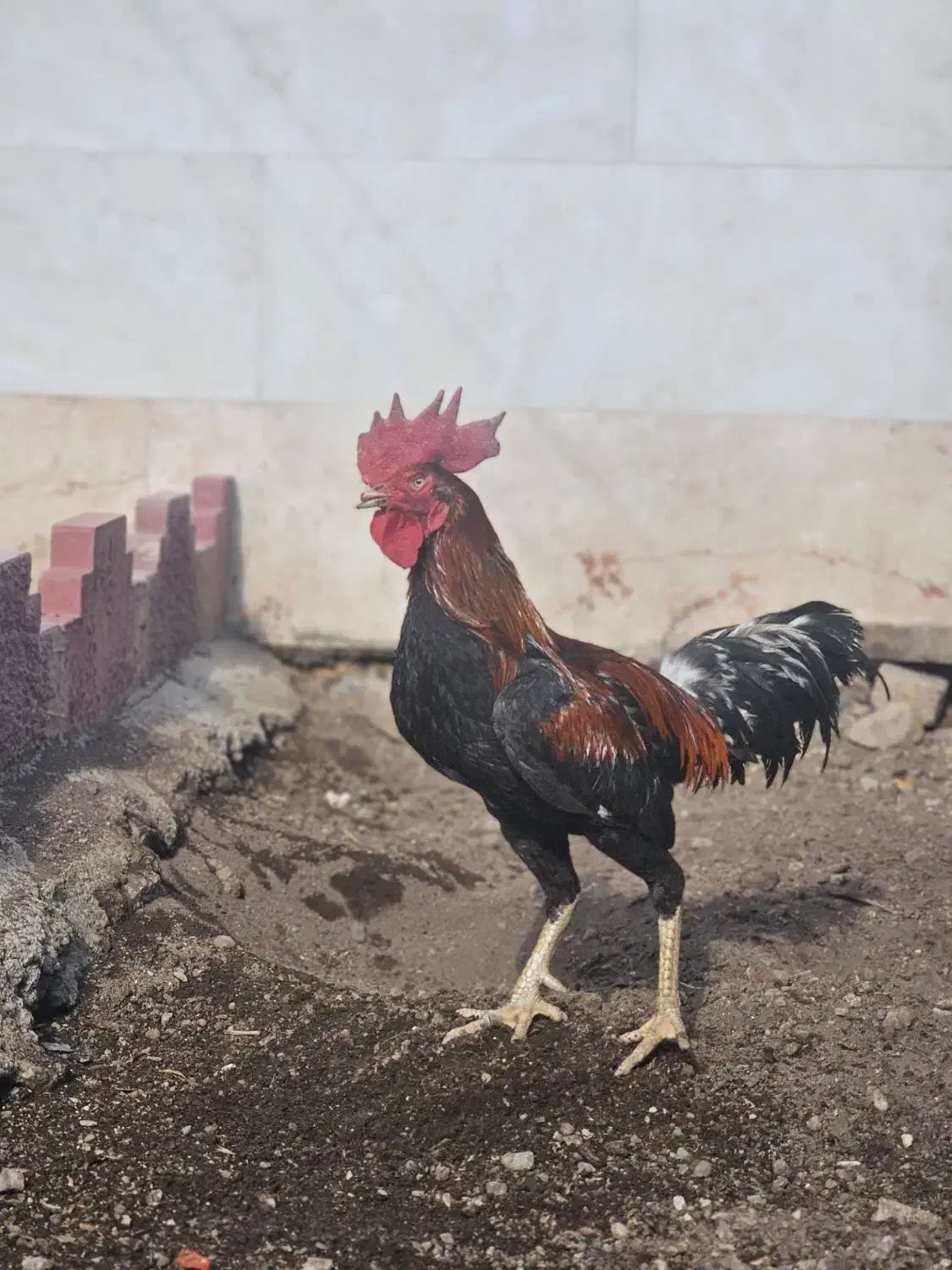 خروس لاری|حیوانات مزرعه|قزوین, |دیوار