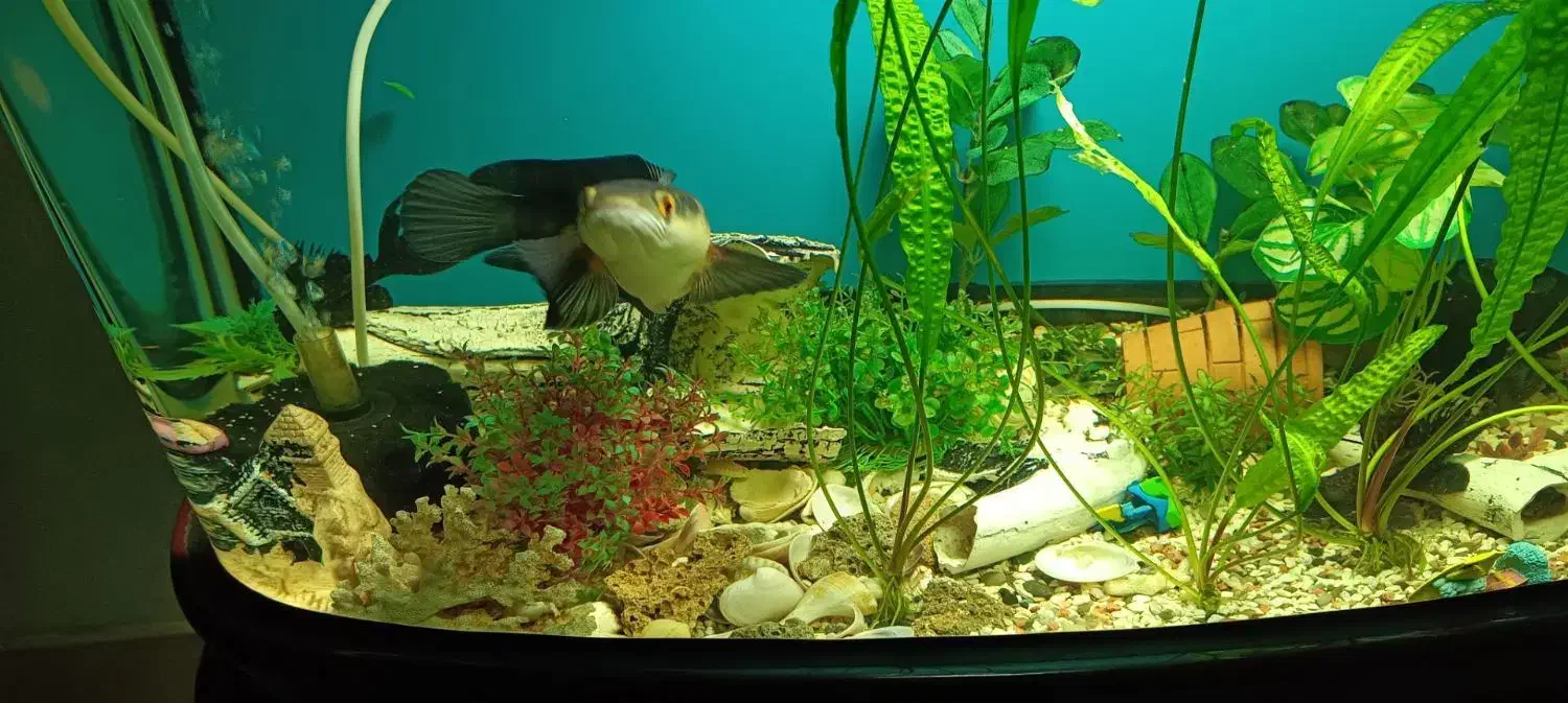 معاوضه ماهی چانا بسیارخوشرنگ با ماهی دیگه|ماهی|نیشابور, شهرک ولیعصر|دیوار