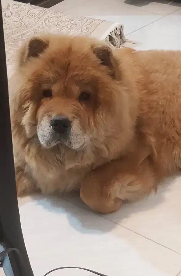 سگ چاوچاو ماده|سگ|تهران, باغ فیض|دیوار