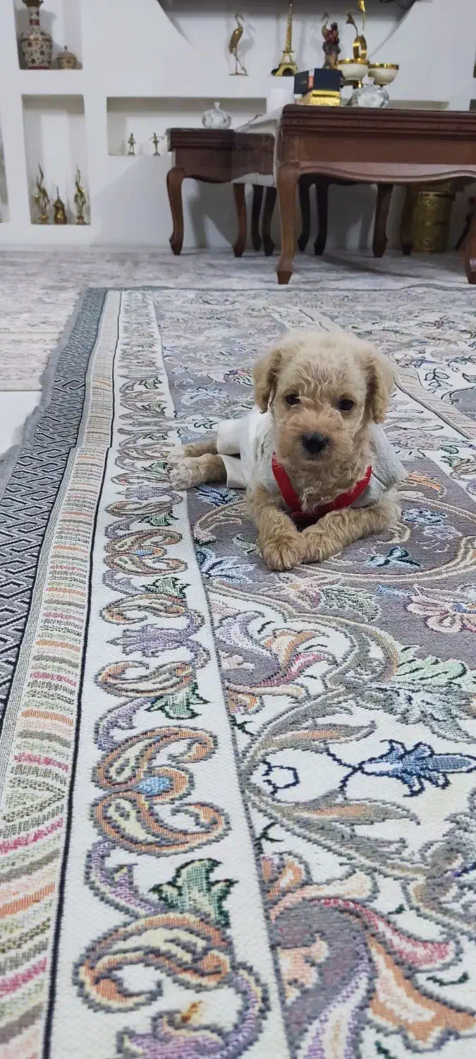 پودل نسکافه ای واکسن زده انگل تراپی شناسنامه دار|سگ|مشهد, هفده شهریور|دیوار