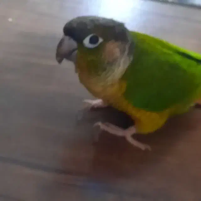 طوطی گرینچیک|پرنده|خرمشهر, |دیوار