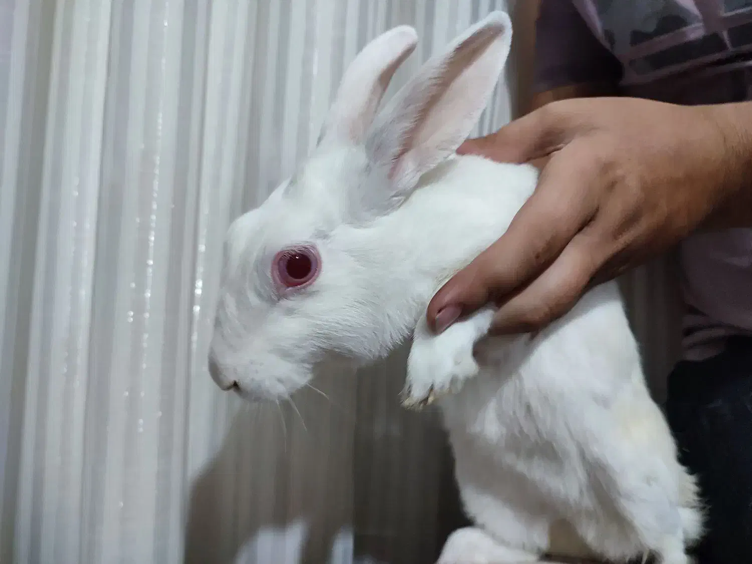 خرگوش سفید خوشگل و باربگوش|موش و خرگوش|قم, انصار‌الحسین|دیوار