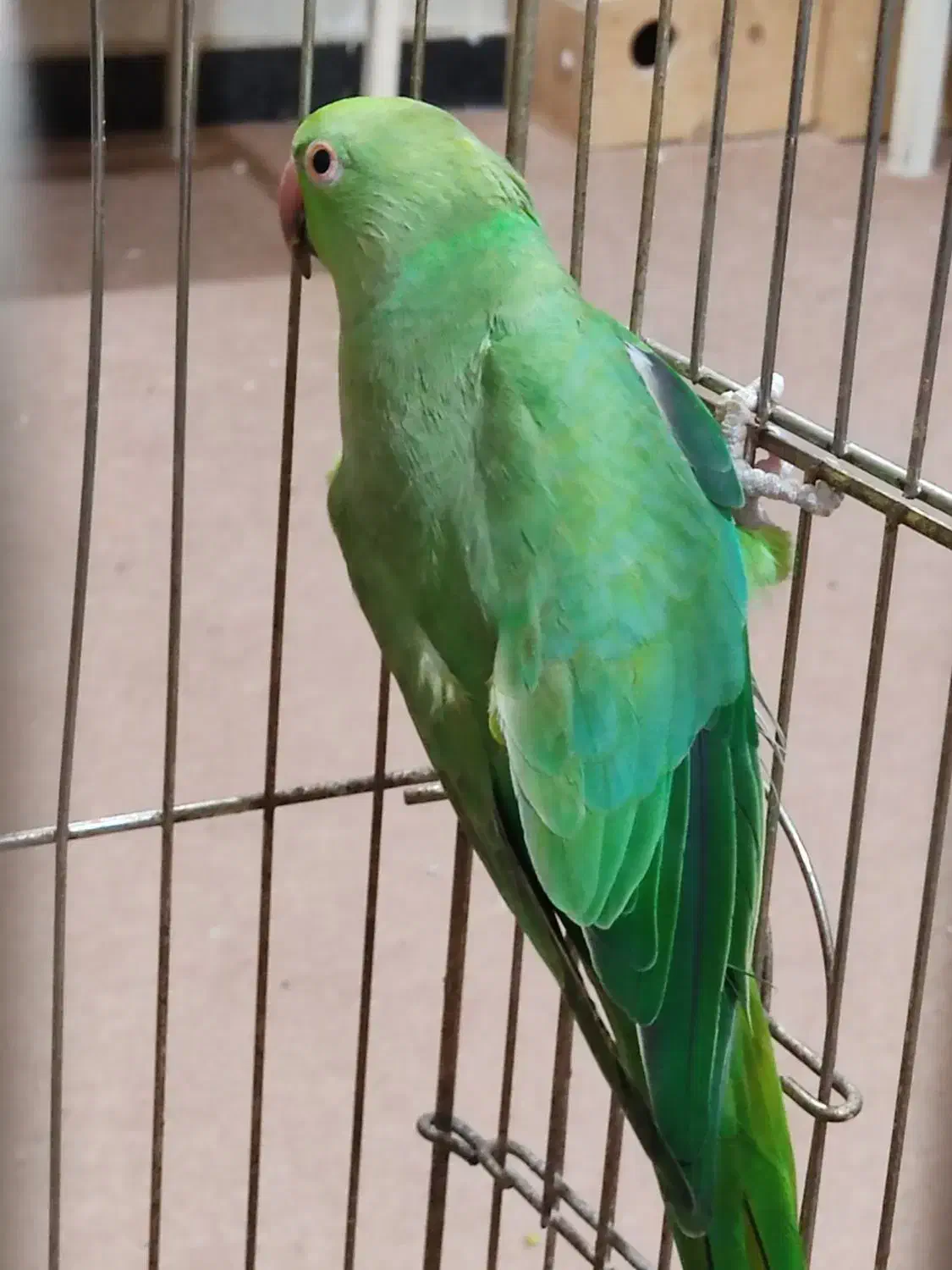 طوطی ملنگو سبزماده|پرنده|آبادان, |دیوار