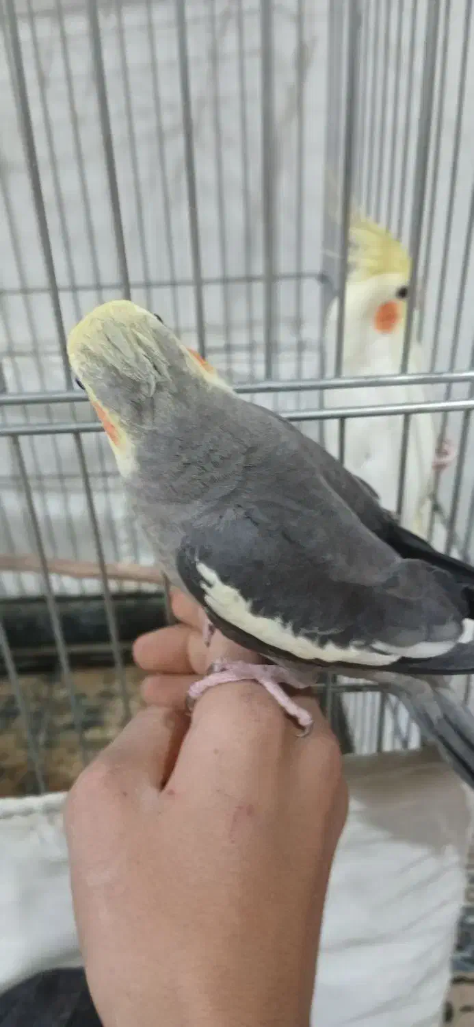 فروش عروس هلندی|پرنده|داراب, |دیوار