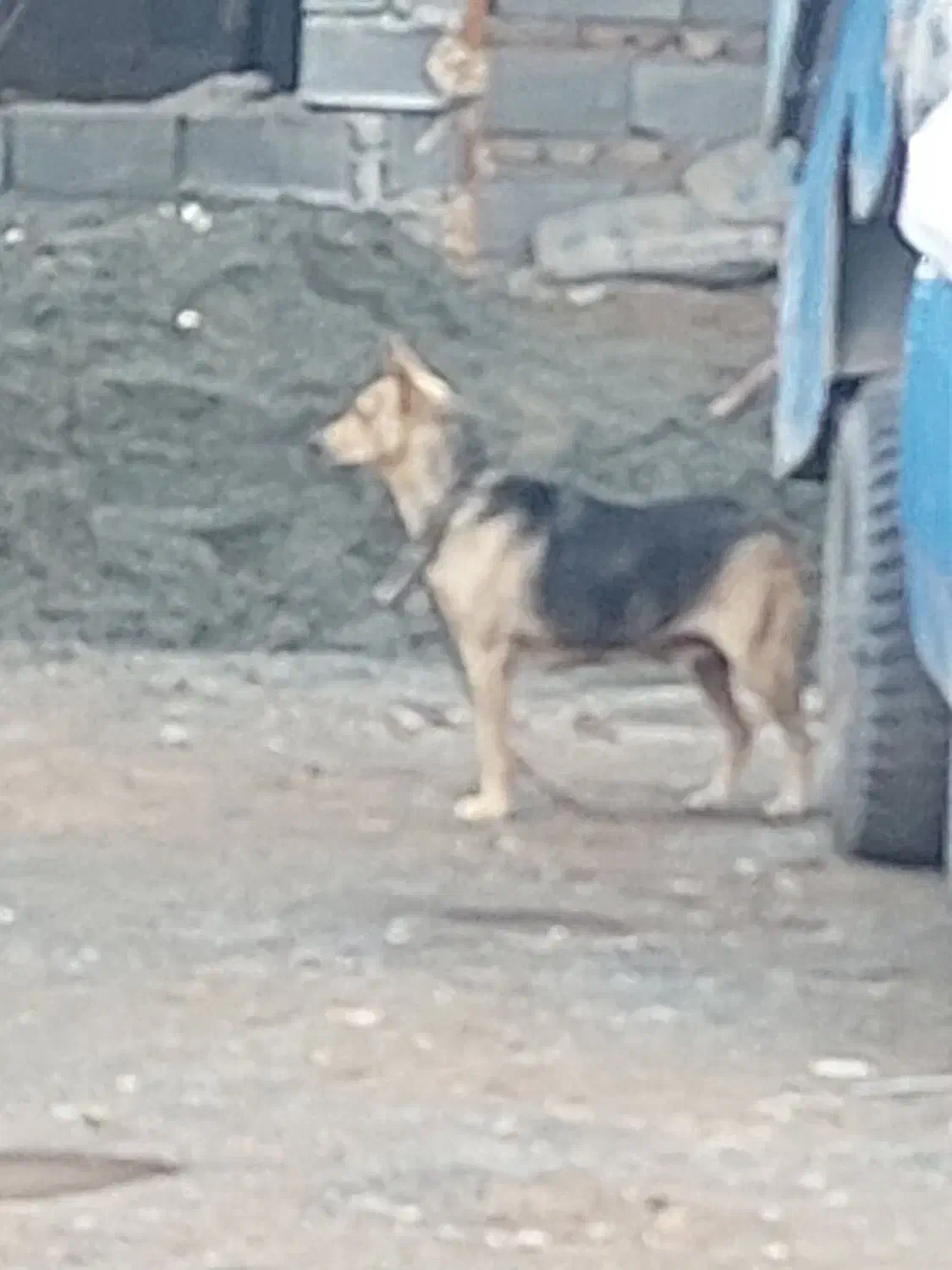 حیوانات|سگ|خوسف, |دیوار