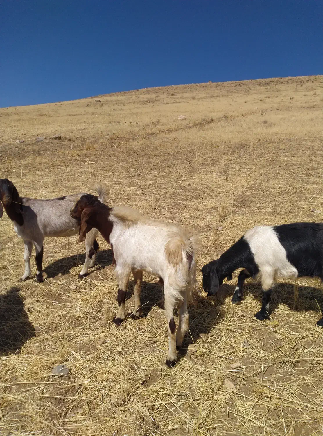 بزغاله نر|حیوانات مزرعه|دینور, |دیوار