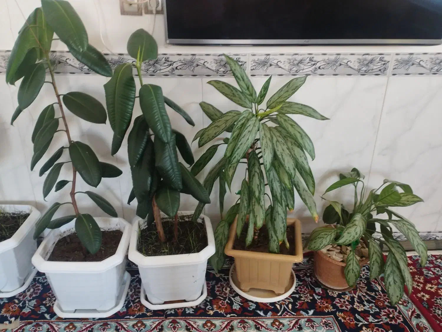 فروش 4 تا گل|گل و گیاه طبیعی|جوانرود, |دیوار