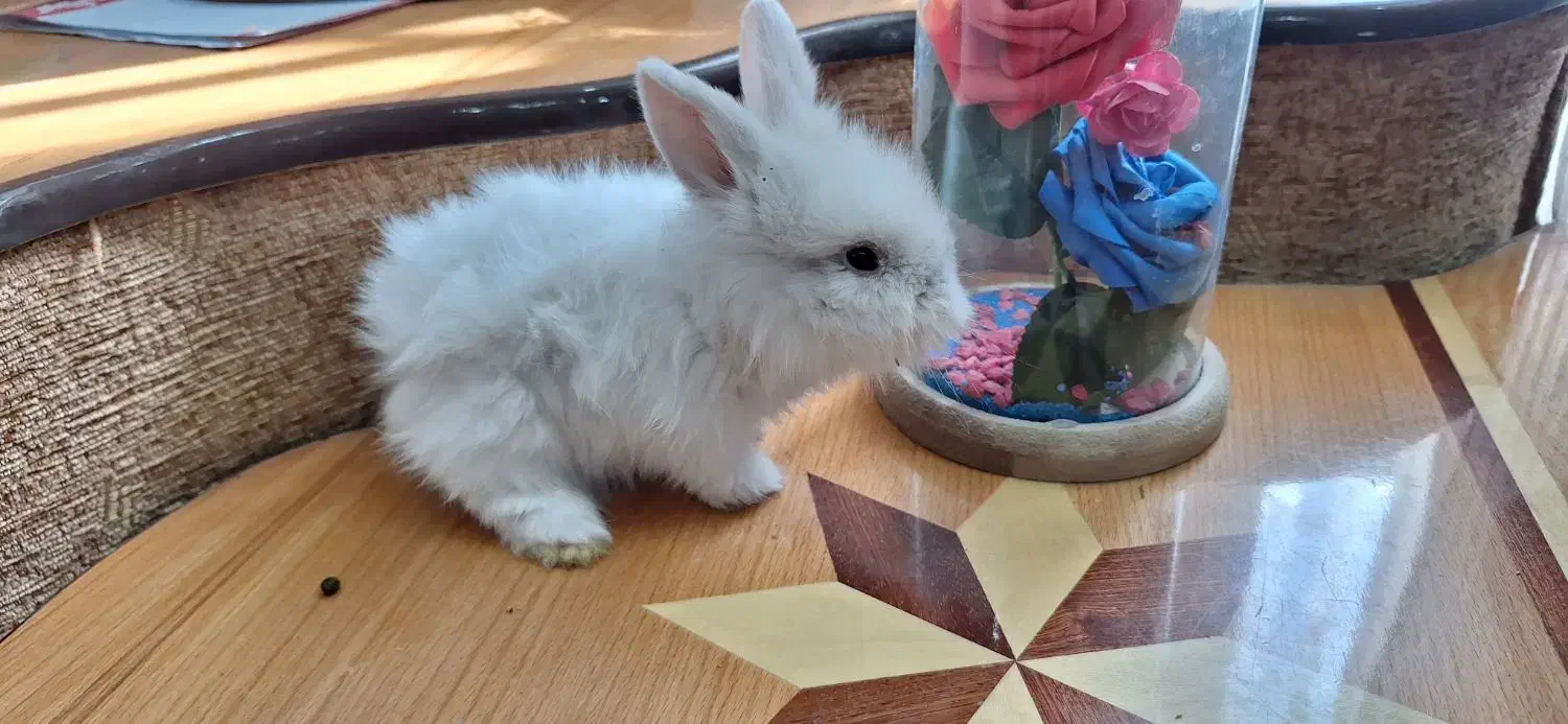 خرگوش|موش و خرگوش|کرمان, |دیوار