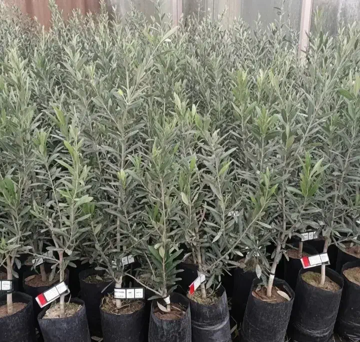 نهال های پرکیفیت و اصلاح شده|خدمات باغبانی و درختکاری|ساری, |دیوار