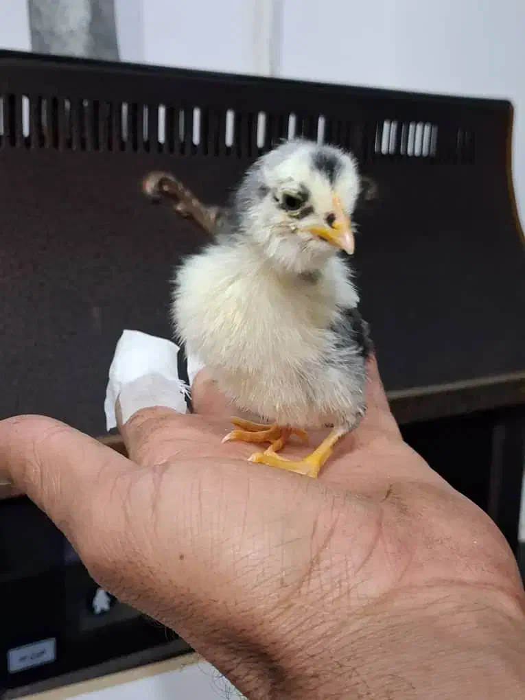 جوجه گلین|حیوانات مزرعه|خاوران, |دیوار