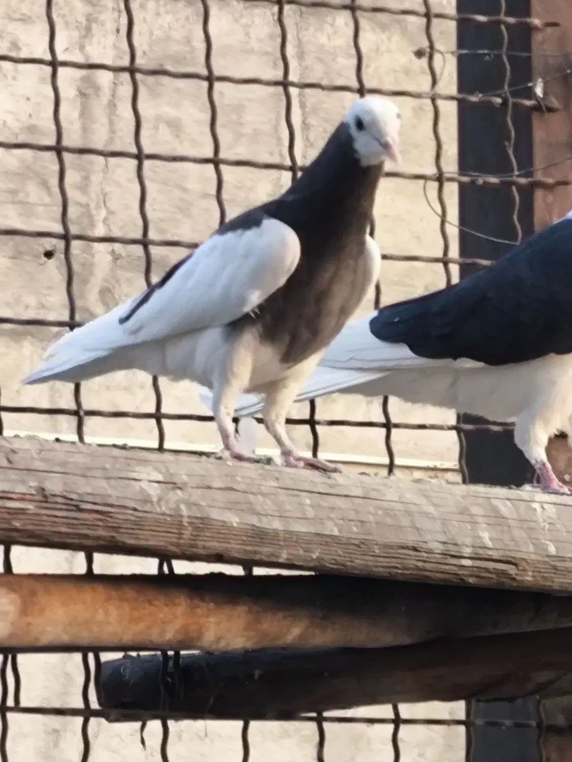 جوجه تیکه پاره|پرنده|تهران, تهرانپارس شرقی|دیوار