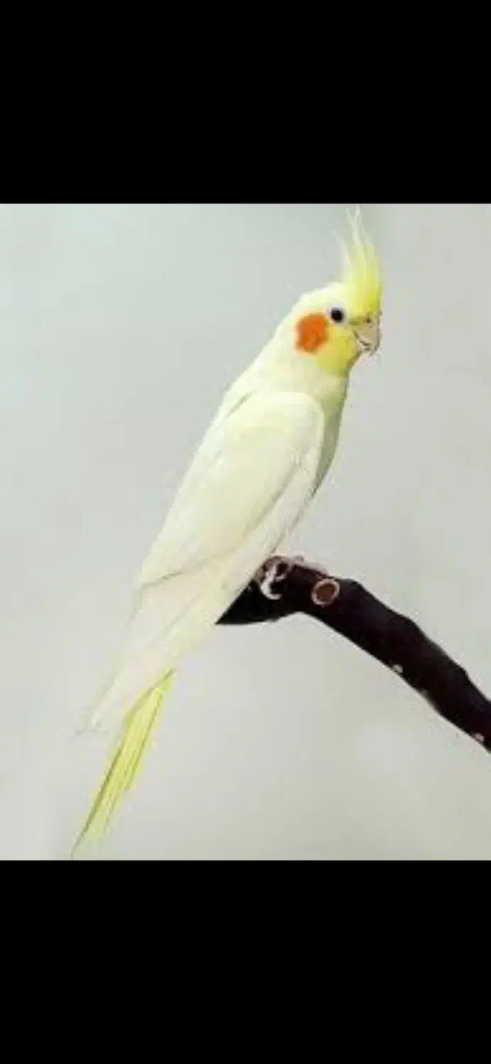 فروش انواع طوطی  عروس هلندی از نژاد های مختلف|پرنده|قروه, |دیوار