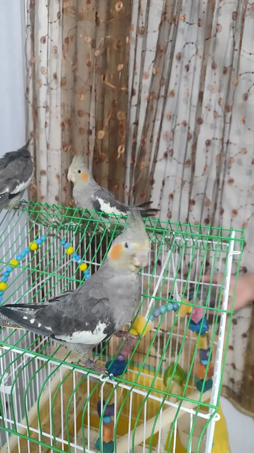 جوجه عروس هلندی|پرنده|رشت, کوی مهر|دیوار