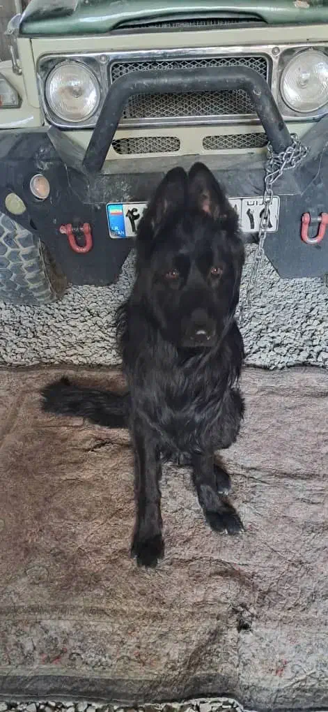 سگ ژرمن بلک|سگ|کرمانشاه, |دیوار