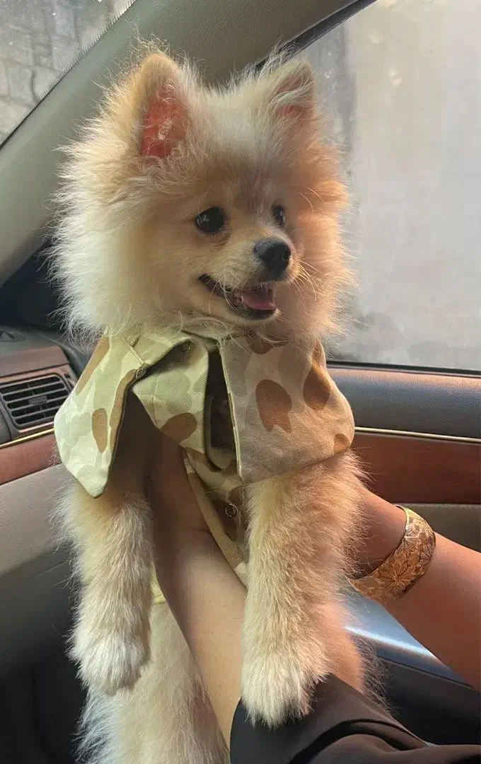 پامرخوشگل وبازیگوش|سگ|قائم‌شهر, |دیوار