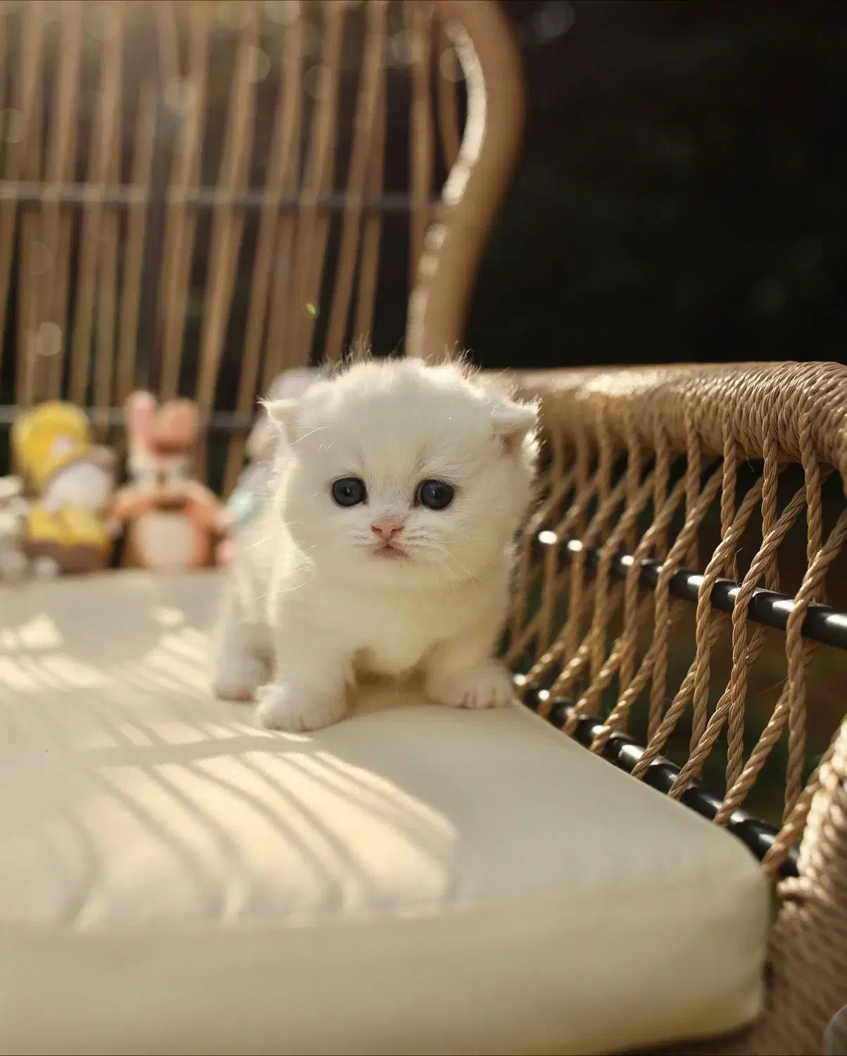 بچه گربه بیریتیش و اسکاتیش|گربه|کرج, گوهردشت|دیوار