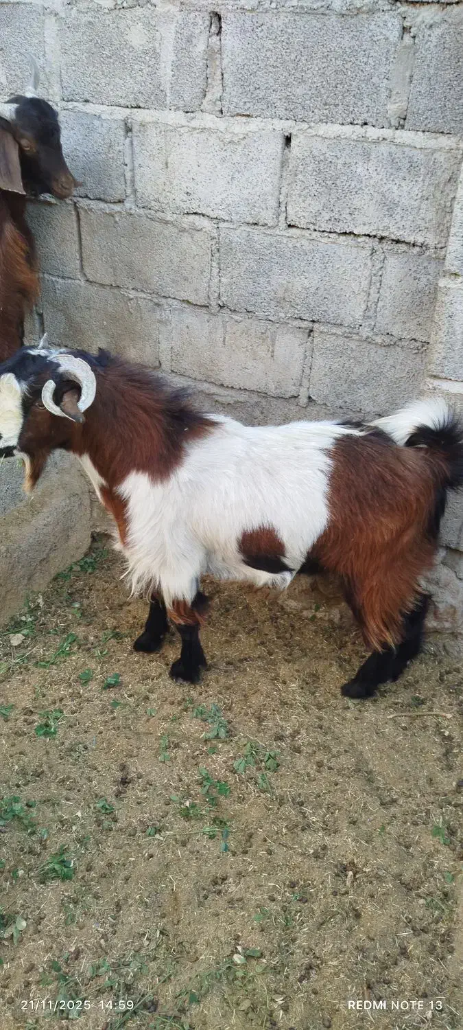 فروش فوری دوتروشت|حیوانات مزرعه|مهرستان, |دیوار