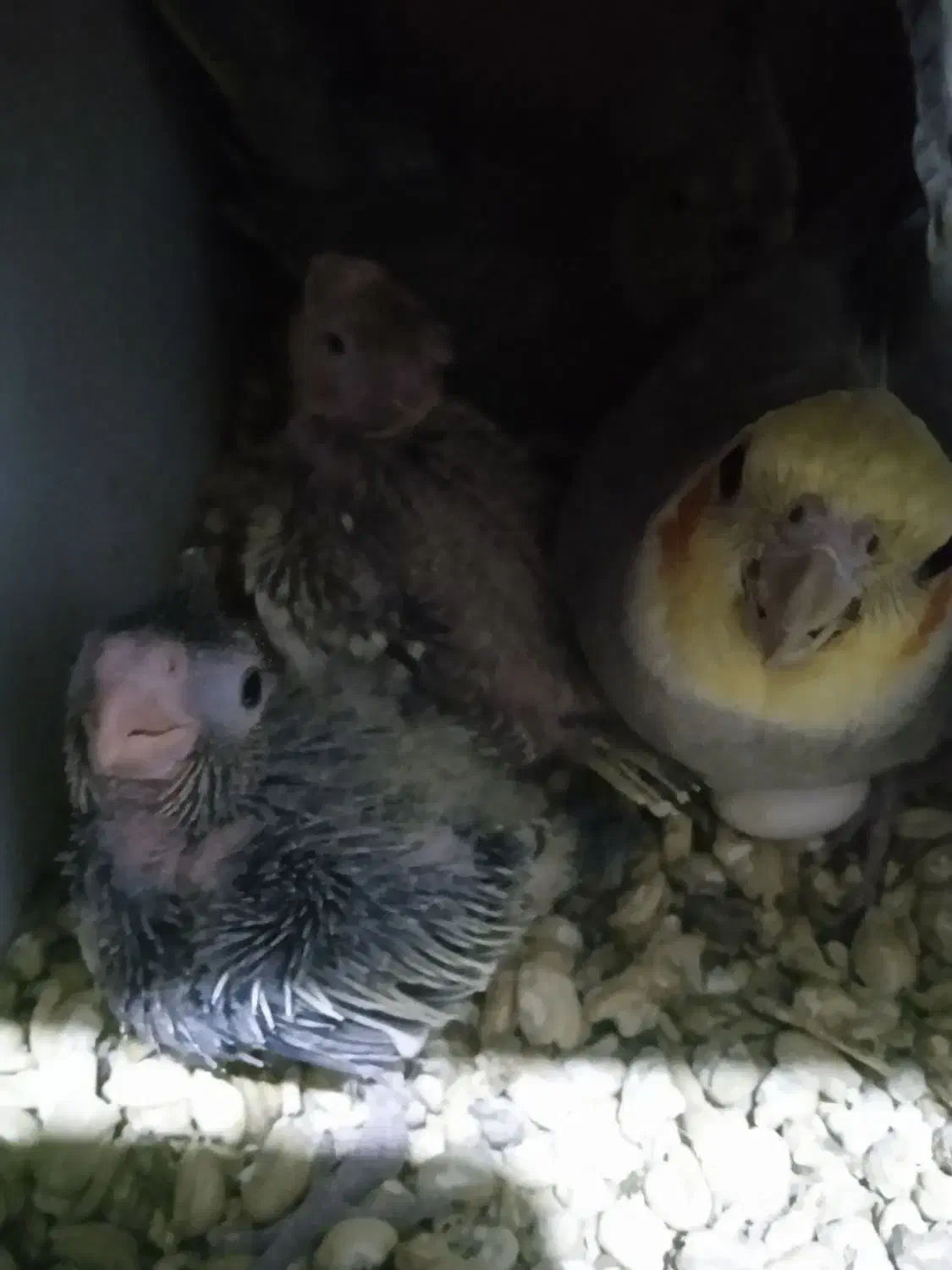 جوجه سر لاکی عروس هلندی|پرنده|ارزوئیه, |دیوار