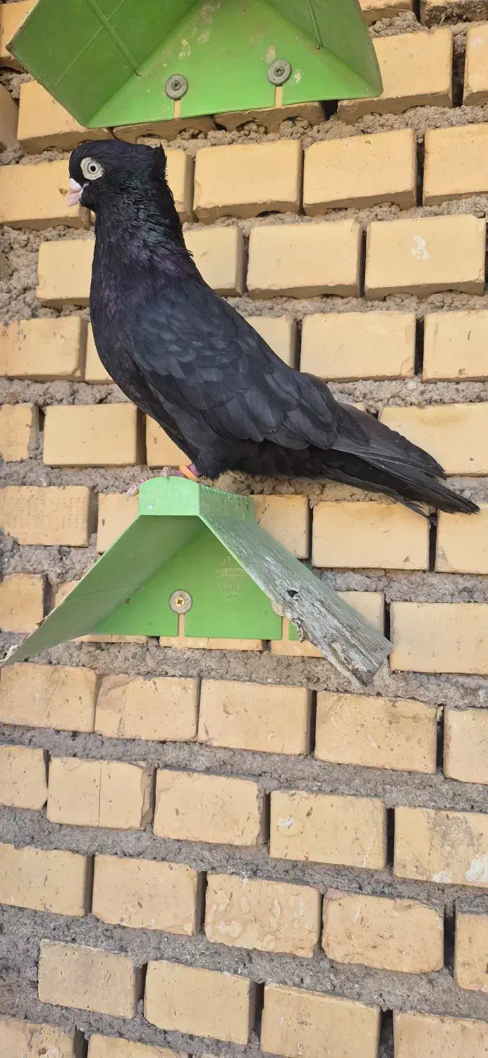 زاغ آبادانی عروسک|پرنده|آبادان, |دیوار