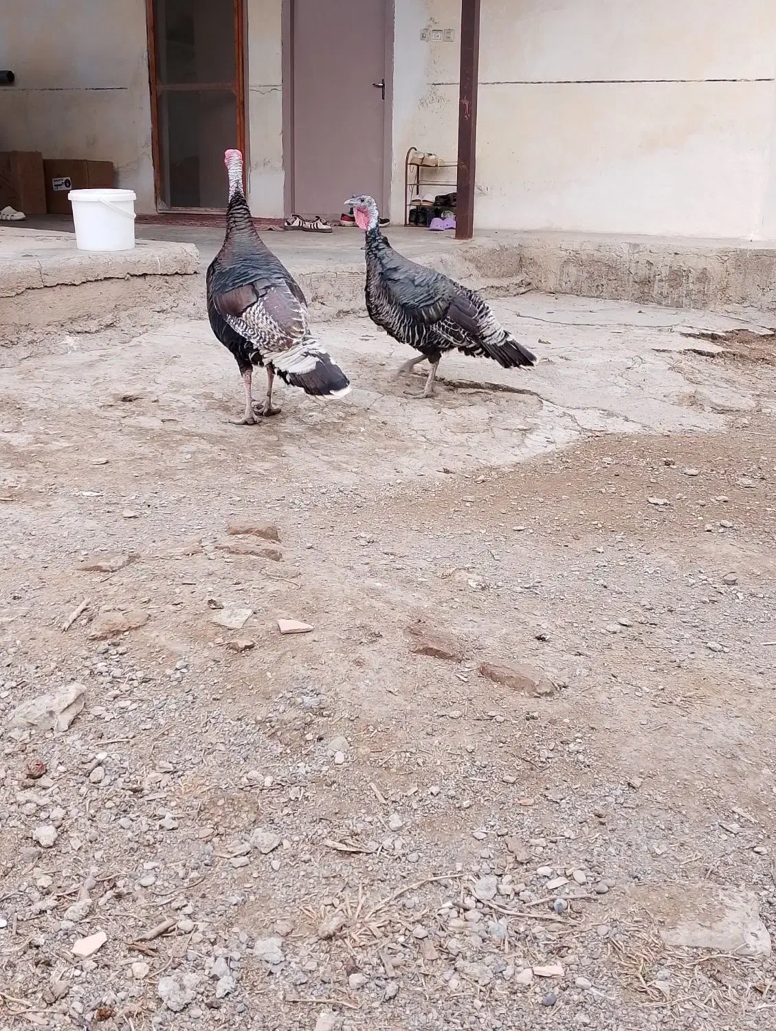 یه جفت بوقلمون برونز1ساله سرحال.|حیوانات مزرعه|مزرعه کتول, |دیوار