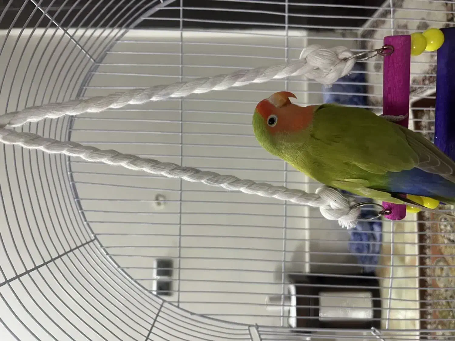 کوتوله برزیلی|پرنده|مشهد, انقلاب|دیوار