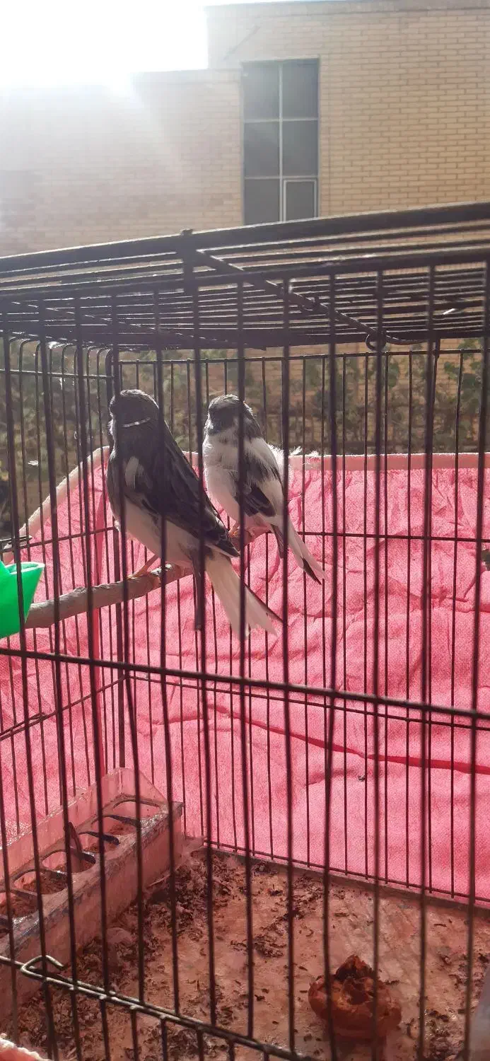 قناری گلاستراورجینال|پرنده|اصفهان, باغ نگاره|دیوار