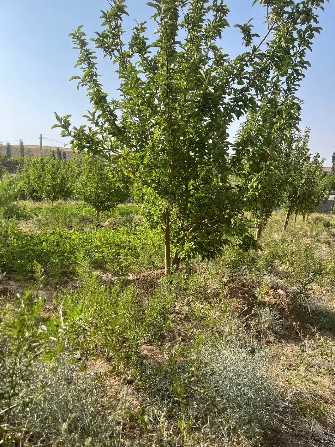 ۴۰قصب باغ کرمان لاله زار قلعه عسکر|فروش خانه و ویلا|لاله زار, |دیوار