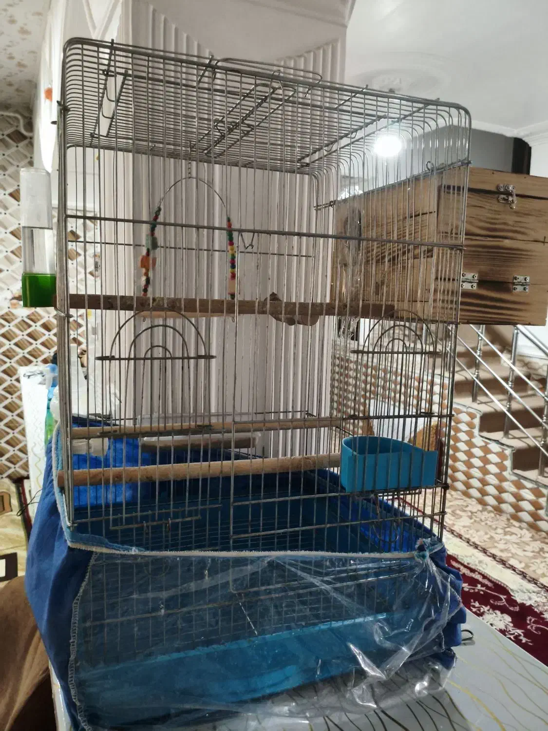 عروس هلندی|لوازم جانبی حیوانات|خورموج, |دیوار