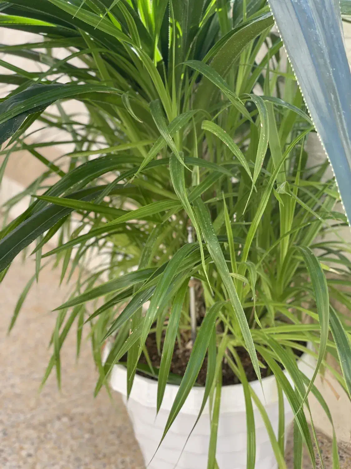 گل پاندانوس بزرگ|گل و گیاه طبیعی|شهرکرد, |دیوار