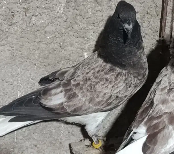 کبوتر|حیوانات|نهاوند, |دیوار