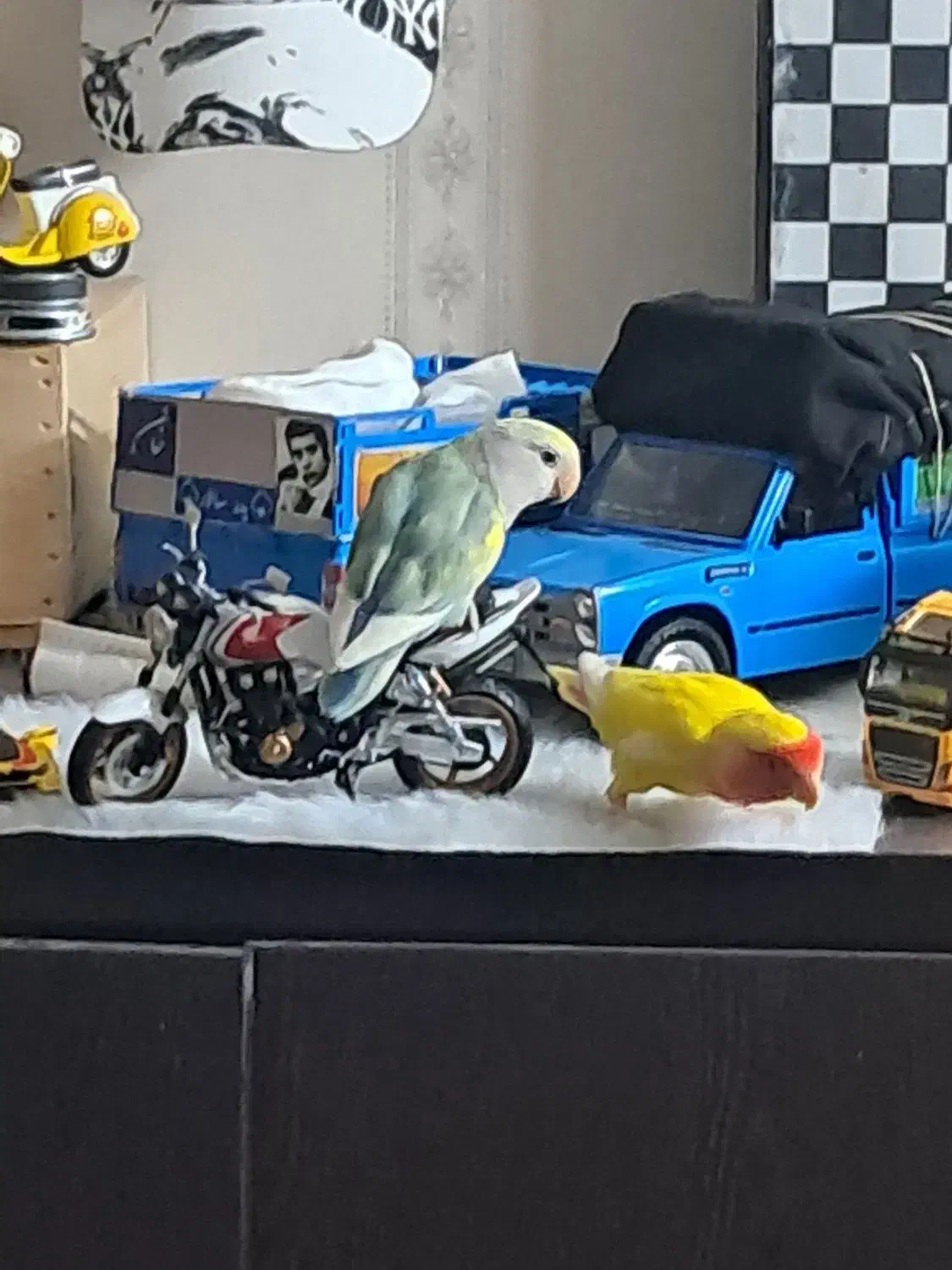 طوطی برزیلی|پرنده|چهاردانگه (تهران), |دیوار