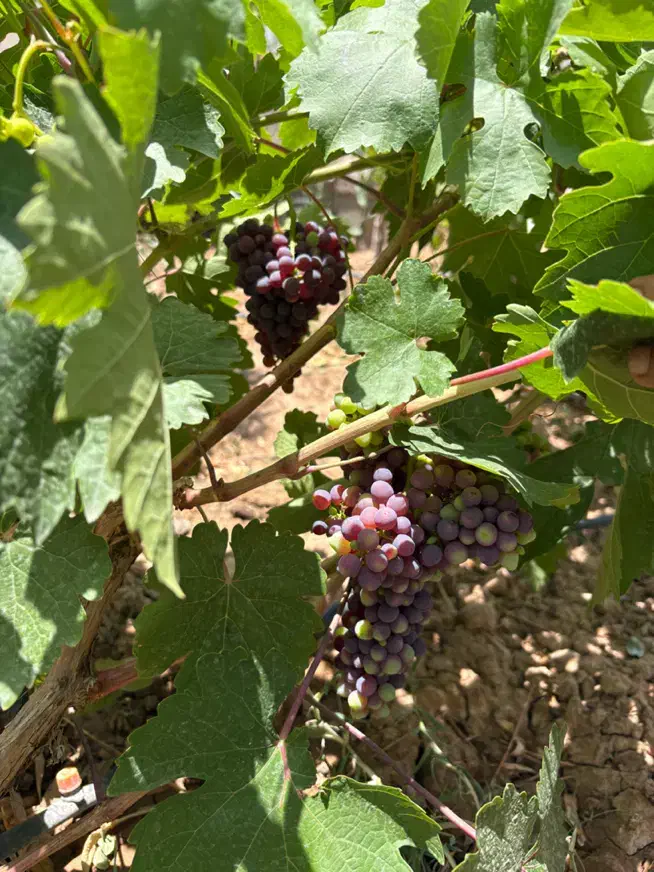 ویلا دوبلکس مبله تهاتر با آپارتمان تهران|فروش خانه و ویلا|تهران, نازی‌آباد|دیوار