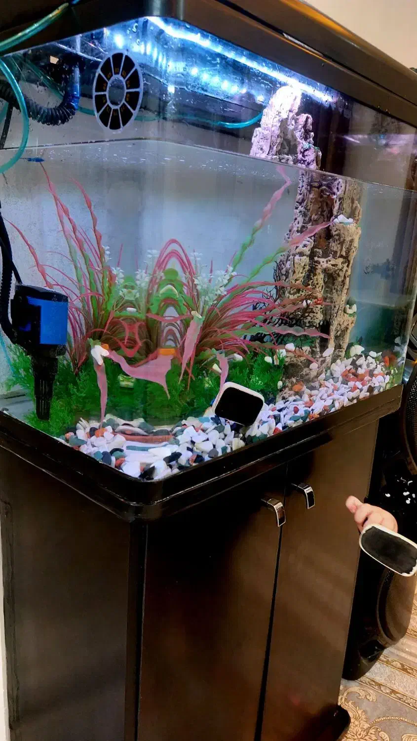 اکواریوم دلسا|ماهی|پاکدشت, پاکدشت (مامازند)|دیوار