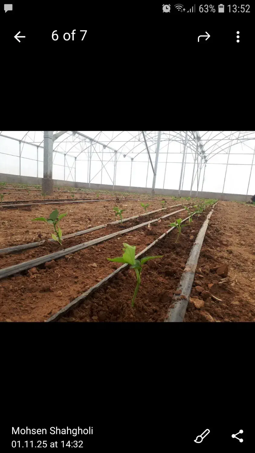 فروش گلخانه- شاهین شهر|فروش دفتر صنعتی، کشاورزی، تجاری|شاهین‌شهر, مورچه خورت|دیوار