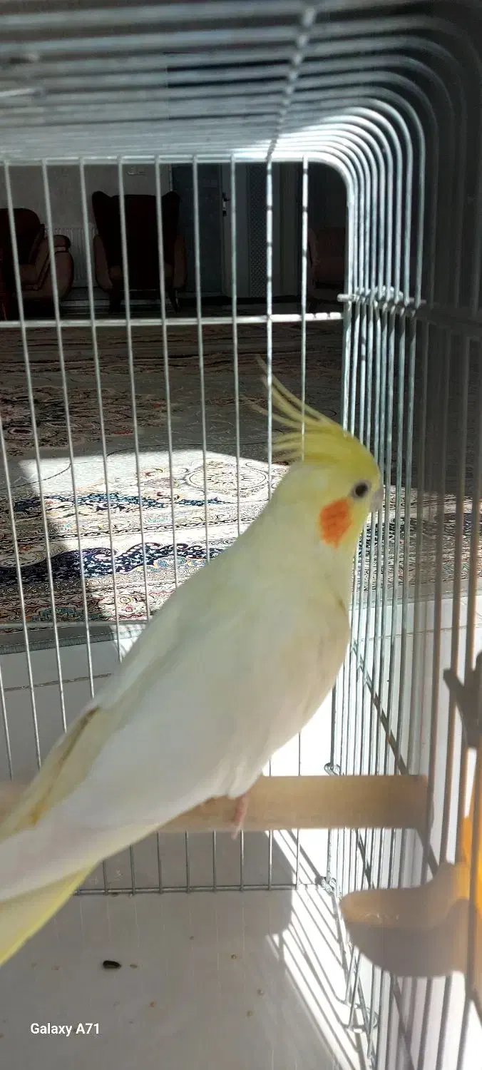 طوطی هلندی|پرنده|شهرضا, |دیوار