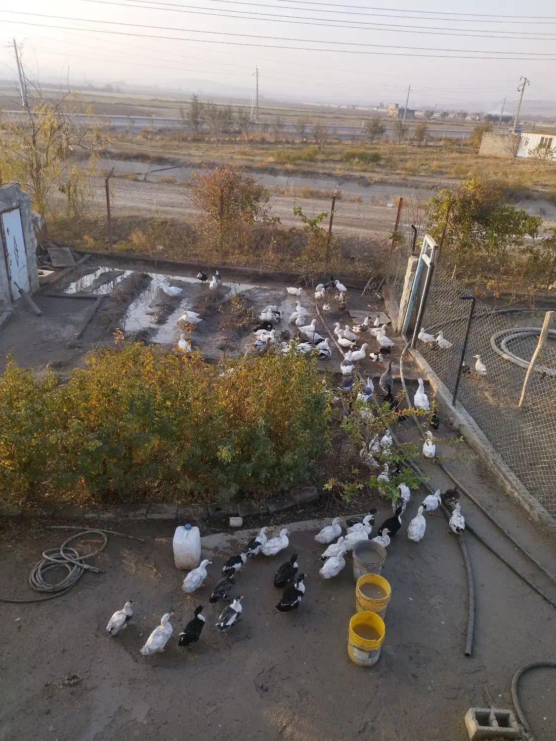 فروش اردک|حیوانات مزرعه|محمدبار, |دیوار