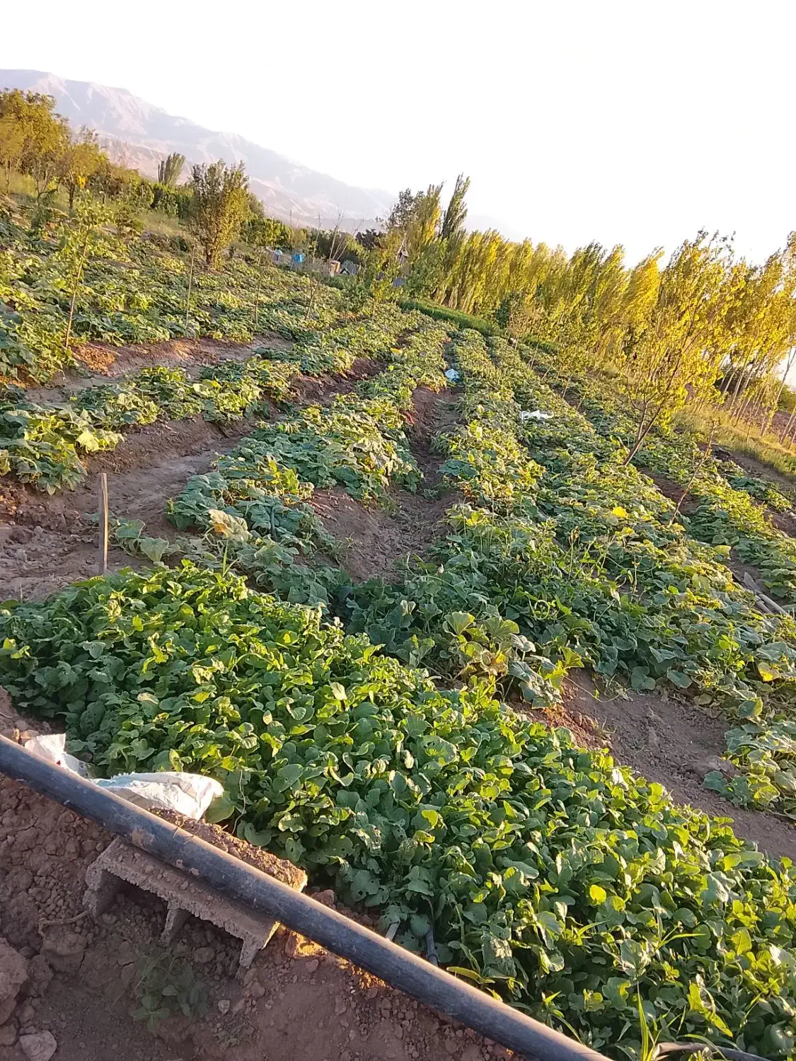 باغ|فروش دفتر صنعتی، کشاورزی، تجاری|مرند, |دیوار