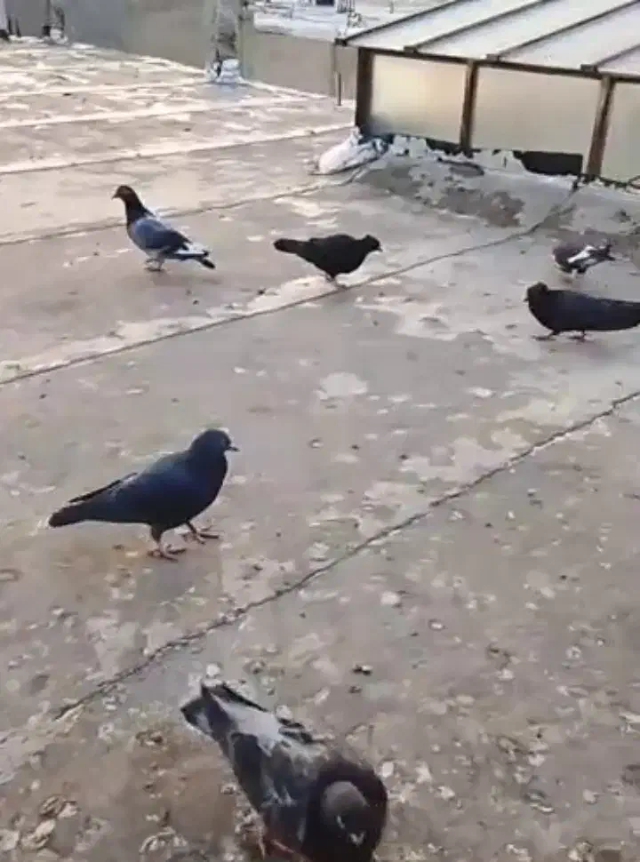 فروش کبوتر10عدد|پرنده|یاسوج, |دیوار