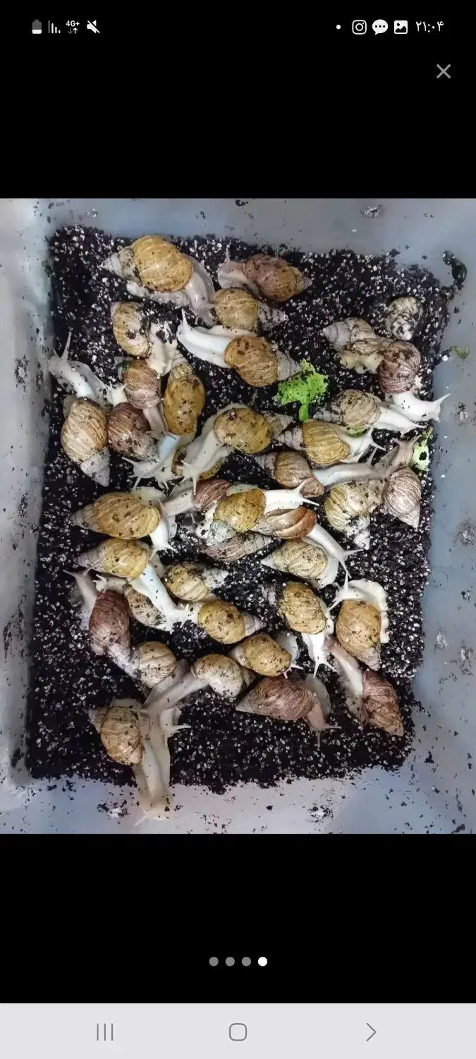 حلزون تخم گزار|خزنده|راین, |دیوار