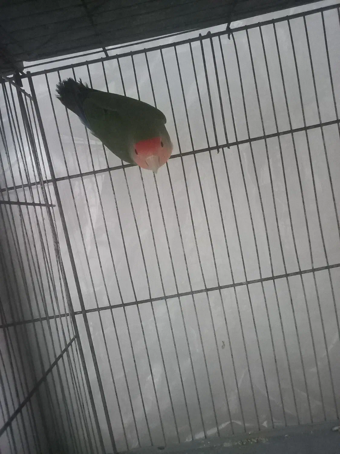 طوطی برزیلی|پرنده|نظرآباد, مصطفی آباد|دیوار