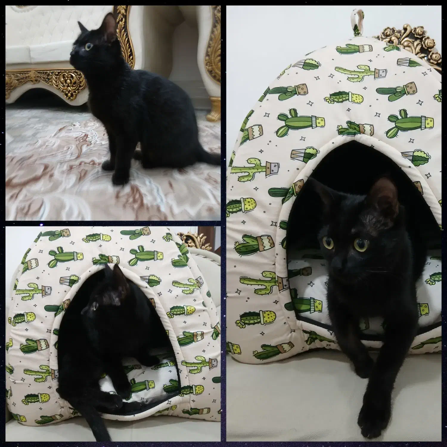 واگذاری گربه(رایگان)|گربه|خرمآباد, |دیوار