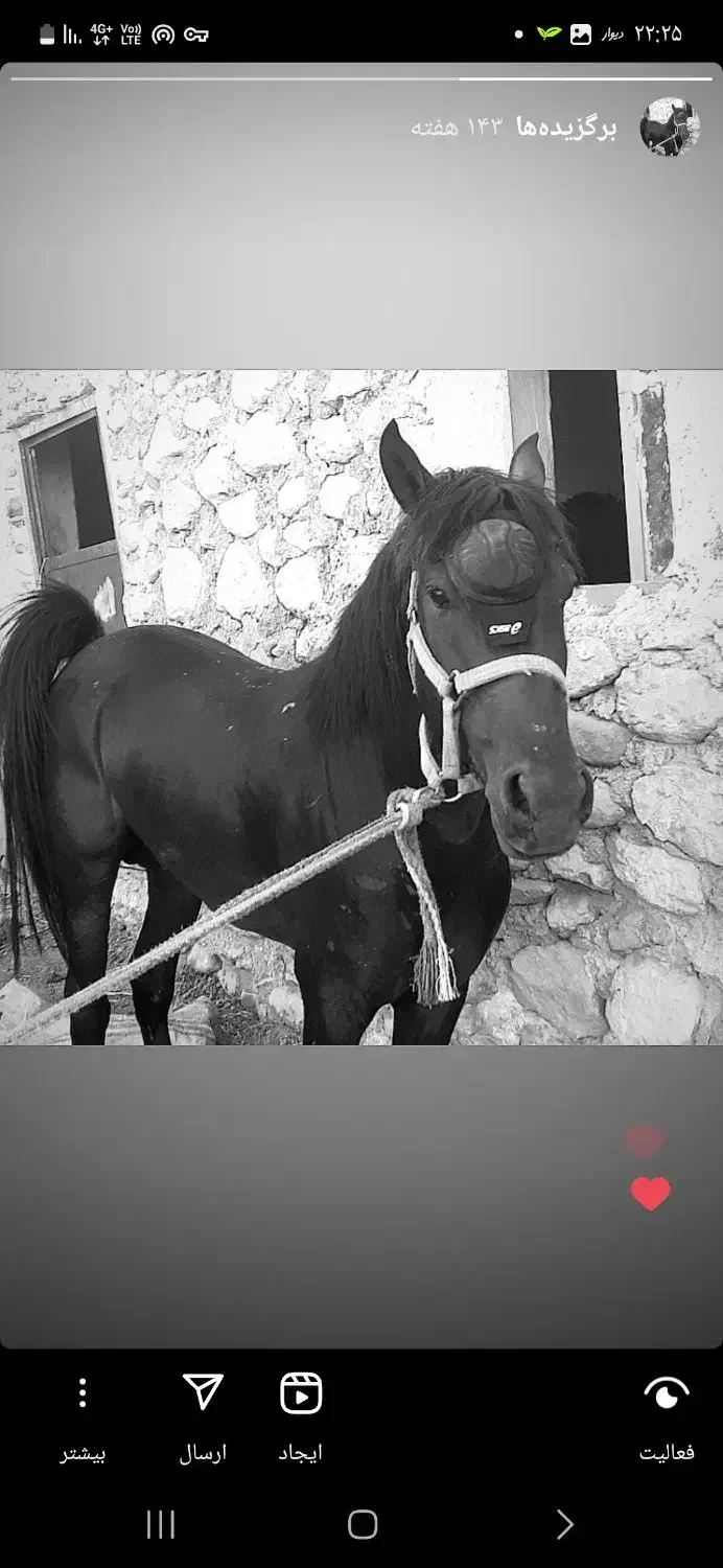 اسب کرد|اسب و تجهیزات اسب‌سواری|دوگنبدان, |دیوار