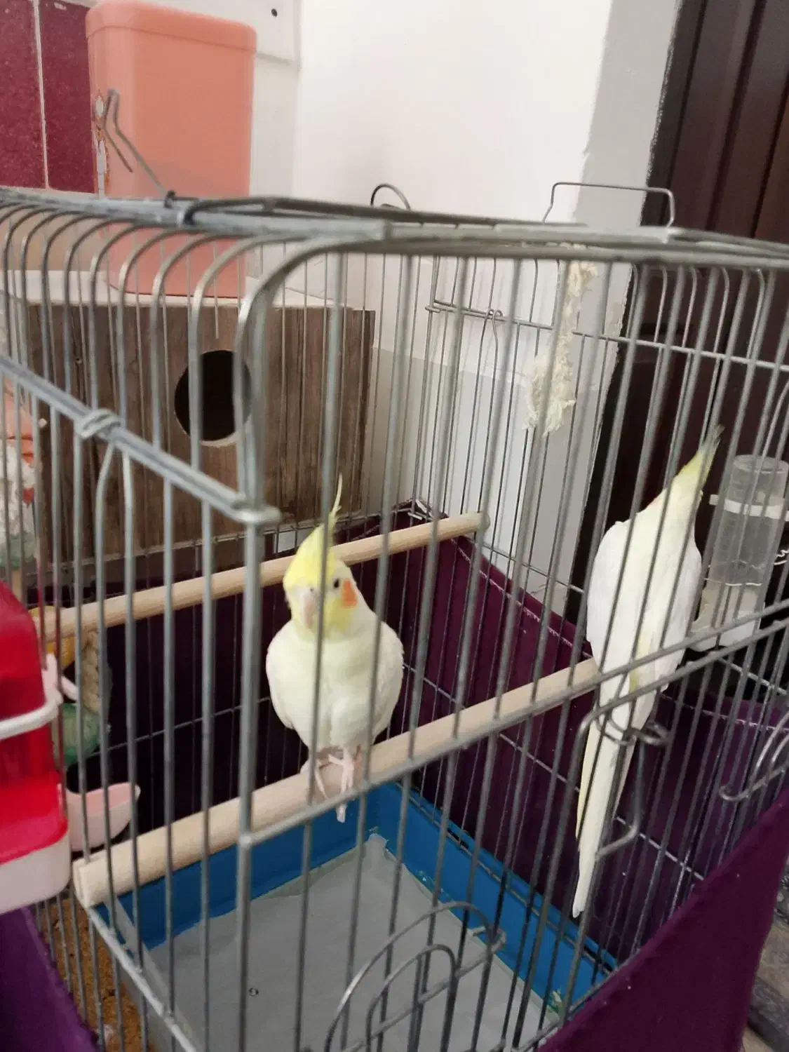 طوطی|پرنده|مهاباد (آذربایجان غربی), |دیوار