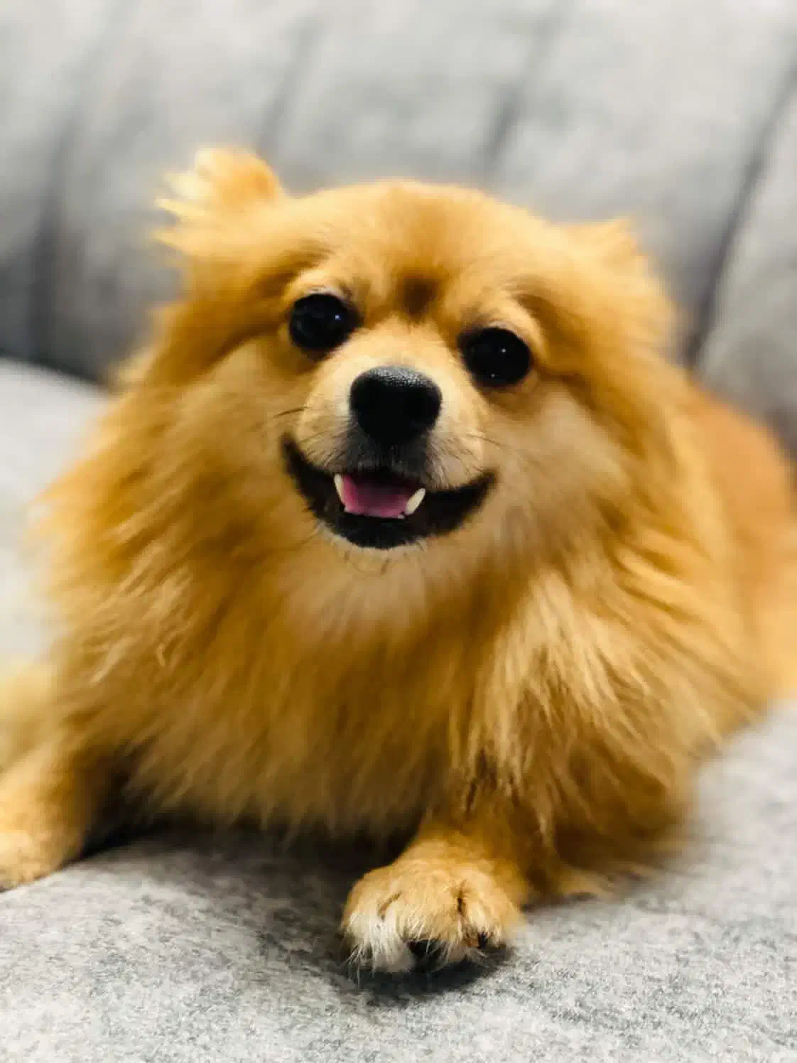 پامرین خرسی|سگ|مشهد, فلسطین|دیوار