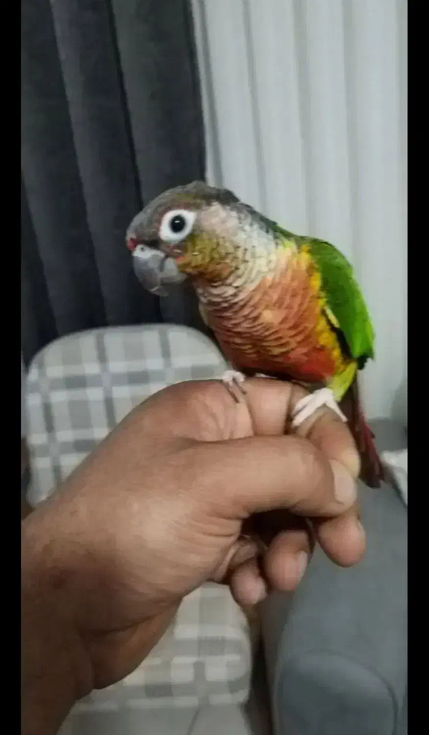 گرینچیک سخنگو رام رام|پرنده|زنجان, |دیوار